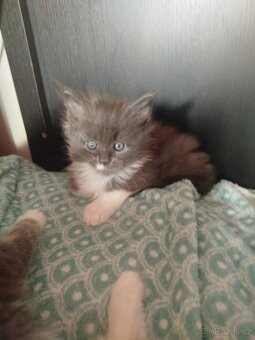 Mainská mývalí koťátka bez PP - 2