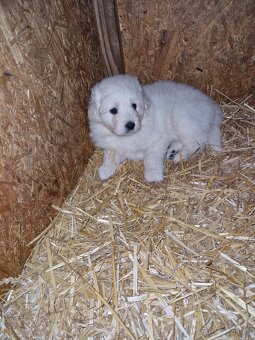 Slovenský Čuvač - 2