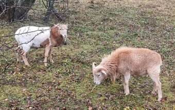 Prodám kamerunské beránky - 2