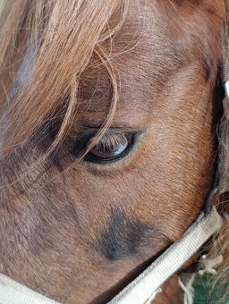 Welsh part-bred klisna - 2