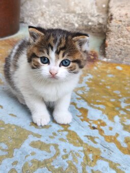 Daruji koťátko - 2