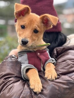 IGOREK - štěně, psíček 3 měsíce - 2