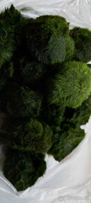 Akvarijní rostliny - 2