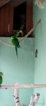 Papoušek nádherný - 2