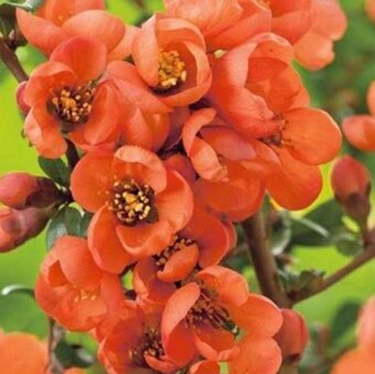 KDOULE POMERANČOVA - Kdoulovec Nivalis - 2