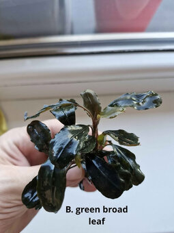 Becephalandra Dark blue,sp Red,Green broad leaf - 2