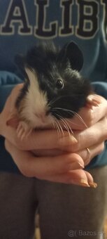 Morčata Rozety 2 měsíce - 2