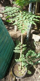 Arélie Mandžuská - 2