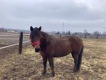 Klisna pony - 2