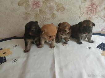 Štěňátka buldogXpomeranian - 2