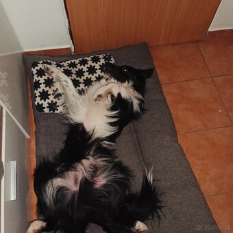 Náš Bailey hledá nevěstu border kolie - 2