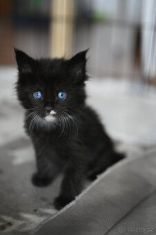 Mainská mývalí - maine coon - MCO - 2 MODROOKE KOŤÁTKA - 2