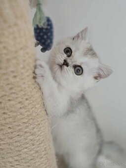 Britské koťatka chinchilla - 2