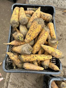 Krmná mrkev, řepa a jiné komodity - 2