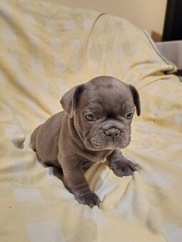 Francoúzsky buldoček - 2