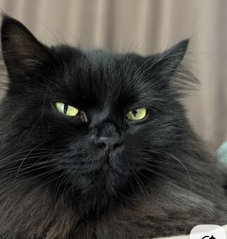 Sibiřská kočka - kocourek - 2