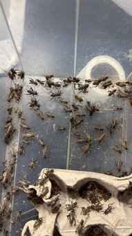 Cvrček banánový- České Budějovice - 2