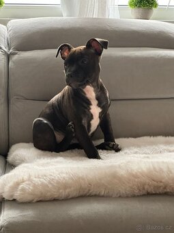 Stafordšírský bulteriér - 2