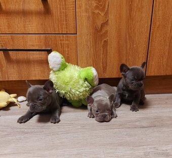 Francouzský buldoček - 2