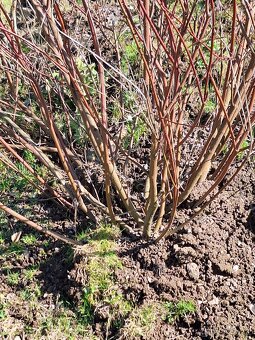 Prodam nadhernou svídu bílou-červene pruty - 2