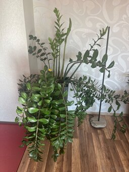 Prodám vzrostlý Zamiokulkas 140 cm - 2