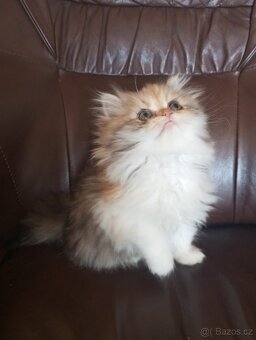 Perska kotatka - 2
