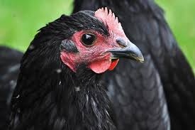 Kuřata Australka černá zdrobnělá - 2