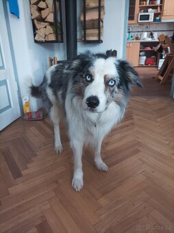 Krytí Border kolie Blue merle - 2