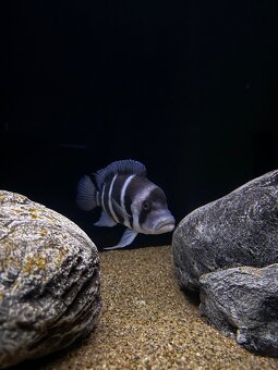 Frontosa - 2