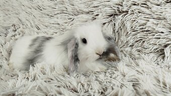 Zakrslý beránek, králíček, králík - MINDY - 2