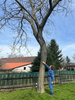Kmeny ořešáku 104-140cm obvod ořešák - 2