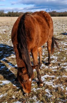 Kobyla Appaloosa - 2