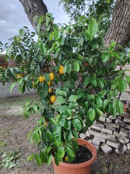 Citroník Lemon - 2