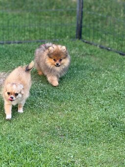 Pomeranian s PP - 2