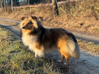 Sheltie dlouhosrsta s PP - kryti - 2