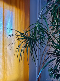 Pokojová dracena - 2