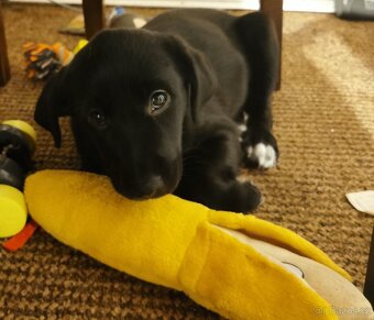 Štěňata k rezervaci - Rhodéský ridgeback × Border kolie - 2