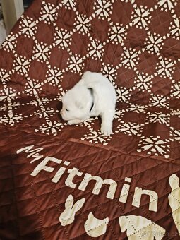 Samojed štěňata s PP - 2