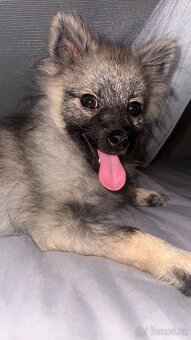 Německý špic s PP - 2