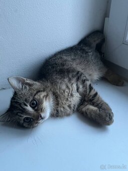 Darují kočky do dobrých rukou - 2