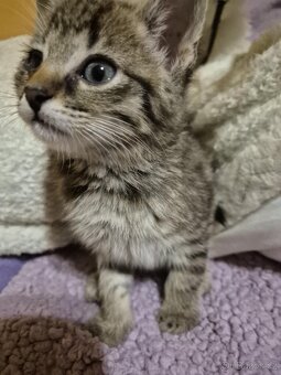 Daruji kotě, koťátko, kočku - 2