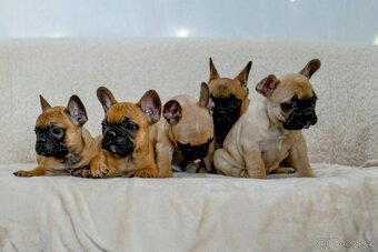 Francouzský buldoček - 2