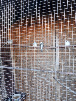 Holoubek diamantový - 2