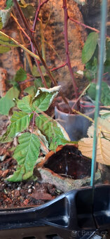 Strašilky zelené - 2