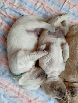 Zlatý retrívr s PP - 2