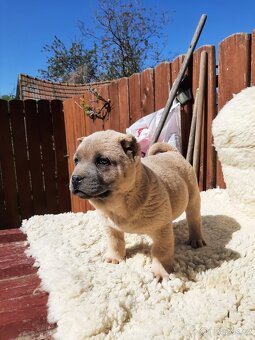 BULLY x CHOW CHOW - 2