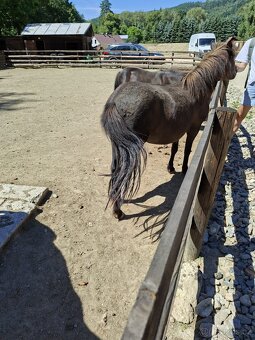 Tříletá slečna pony - 2