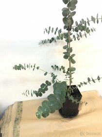 Eukalyptus ( český vypěstek) - 2