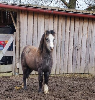 Welsh mountain pony sekce A - klisna - 2