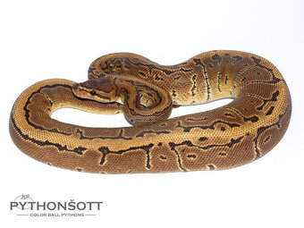 NOVĚ SNÍŽENÉ CENY - Krajta královská (python regius) - 2